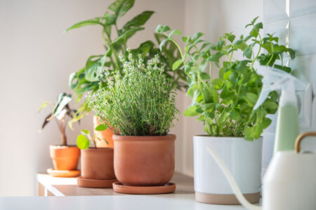 How to Repot Houseplants Image